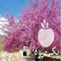 آگهی مشابه فروش بذر گیاهان کمیاب در تهران در گروه خرید فروش بذر - انواع محصول کشاورزی گوجه کتان میوه درخت در یکمیوه