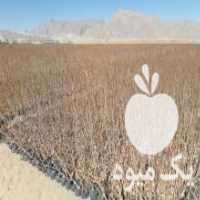 آگهی مشابه فروش نهال پسته مهریز در فارس در گروه خرید فروش نهال - انواع گردو پسته بادام سلطانی انگور در یکمیوه