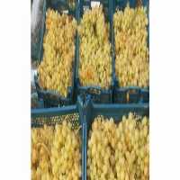 آگهی مشابه بارفروشی برادران فتح الهی در تهران در گروه خرید فروش عمده انگور - یاقوتی شانی عسگری بی دانه قرمز در یکمیوه