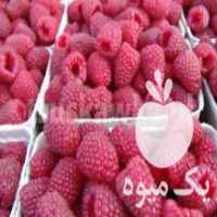 آگهی مشابه فروش نهال میوه کمیاب رزبری قرمز پولانا در ساری در گروه خرید فروش نهال - انواع گردو پسته بادام سلطانی انگور در یکمیوه