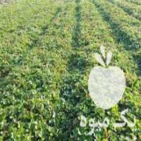 آگهی مشابه فروش بوته توت فرنگی کاماروسا در ساری در گروه خرید فروش عمده توت فرنگی - خرید فروش عمده قرمز سفید در یکمیوه