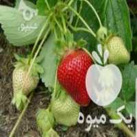 آگهی مشابه فروش بوته توت فرنگی گیلاسی در ساری در گروه خرید فروش عمده توت فرنگی - خرید فروش عمده قرمز سفید در یکمیوه