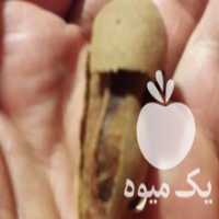 آگهی مشابه فروش نهال درخت تمر هندی شیرین یکساله در ساری در گروه خرید فروش نهال - انواع گردو پسته بادام سلطانی انگور در یکمیوه