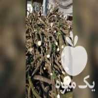 آگهی مشابه فروش چوب پرتقال و نارنج در اسلامشهر در گروه خرید فروش عمده چوب- زغال چوب گردو تبریزی خام در یکمیوه