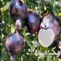 آگهی مشابه فروش انار فروزان اصلاح شده پرمحصول پاکوتاه در گرگان در گروه خرید فروش عمده انار - ساوه شیراز شیرین ترش در یکمیوه