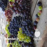 آگهی مشابه فروش نهال میوه در سمنان در گروه خرید فروش نهال - انواع گردو پسته بادام سلطانی انگور در یکمیوه