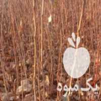 آگهی مشابه فروش نهال پسته درجه یک در نی ریز در گروه خرید فروش نهال - انواع گردو پسته بادام سلطانی انگور در یکمیوه