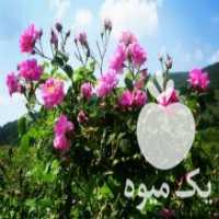 آگهی مشابه فروش نهال گل محمدی نهال پسته نهال زرشک گردو بادام در زنجان در گروه خرید فروش نهال - انواع گردو پسته بادام سلطانی انگور در یکمیوه