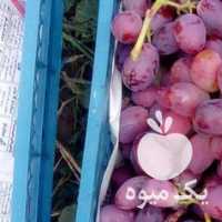 آگهی مشابه فروش نهال انگور فدک در قزوین در گروه خرید فروش نهال - انواع گردو پسته بادام سلطانی انگور در یکمیوه