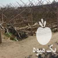 آگهی مشابه خریدار 4000 هزار متر سازه گلخانه چوبی در اصفهان در گروه سازنده - گلخانه باغ مدرن سالن صنعتی سوله انبار در یکمیوه