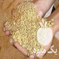 آگهی مشابه خرید و گندم جو بوجاری شده علافی احمدی  در مشگین شهر در گروه خرید فروش عمده گندم و جو - بلغور شیرازی فروش عمده محصول کشاورزی در یکمیوه