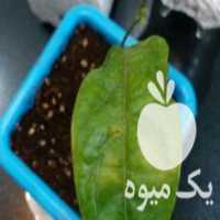 آگهی مشابه فروش نهال بلوبری پشن فروت رزبری بلک بری در ماهدشت در گروه خرید فروش نهال - انواع گردو پسته بادام سلطانی انگور در یکمیوه