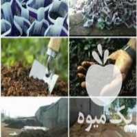 آگهی مشابه فروش خاک کمپوست سلولزی در تهران در گروه خرید فروش نشا - انواع گوجه برنج کاهو پیاز کاری فرنگی در یکمیوه