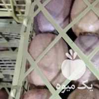 آگهی مشابه فروش کیوی در آستارا در گروه خرید فروش عمده کیوی - صادراتی مازندران تنکابن تالش در یکمیوه