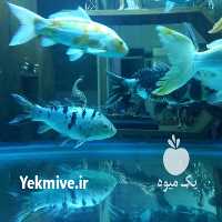 آگهی مشابه فروش ماهی سانگشو ماهی کوی در تهران در گروه انواع ماهی - سالمون شیر کپور قرمز شوریده سفید گوپی مرکب در یکمیوه