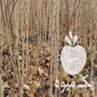 آگهی مشابه فروش نهال پسته الماس در مهر در گروه خرید فروش نهال - انواع گردو پسته بادام سلطانی انگور در یکمیوه