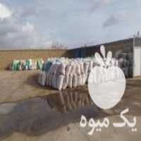 آگهی مشابه فروش پوست پسته استخوانی در فیض آباد در گروه پسته - کوهی شامی خام اکبری تازه کله قوچی در یکمیوه