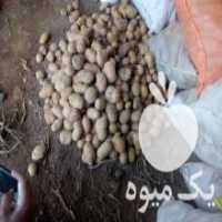 آگهی مشابه فروش سیب زمینی بذری در اردبیل در گروه خرید فروش عمده سیب زمینی - زودرس دیررس آگریا اسپریت اردبیل همدان در یکمیوه