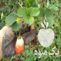 آگهی مشابه فروش بوته توت فرنگی در مازندران در گروه خرید فروش عمده توت فرنگی - خرید فروش عمده قرمز سفید در یکمیوه