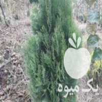 آگهی مشابه فروش کاج تویا آمریکایی ،  کاج لاوسون  ، کاج تبری و نوکدار در رشت در گروه اسب و الاغ خر و فروش قاطر- ترکمن عربی سفید نر و ماده در یکمیوه