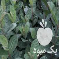 آگهی مشابه فروش نهال گواوا هندوانه واترملون در ساری در گروه خرید فروش نهال - انواع گردو پسته بادام سلطانی انگور در یکمیوه