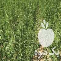 آگهی مشابه فروش انواع اصلاح شده  ، بادام  ، گردو ، باضمانت در سامان در گروه خرید فروش نهال - انواع گردو پسته بادام سلطانی انگور در یکمیوه