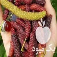 آگهی مشابه فروش نهال اصلاحی و پیوندی در کرمانشاه در گروه خرید فروش نهال - انواع گردو پسته بادام سلطانی انگور در یکمیوه