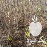 آگهی مشابه فروش نحال انار بهشر در نکا در گروه خرید فروش عمده انار - ساوه شیراز شیرین ترش در یکمیوه