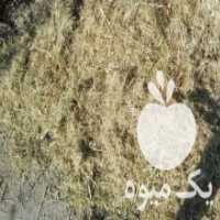 آگهی مشابه فروش چیپس سرشاخه در گلستان در گروه خرید فروش عمده چوب- زغال چوب گردو تبریزی خام در یکمیوه