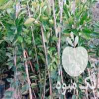 آگهی مشابه فروش انواع نهال مرکبات در ساری در گروه خرید فروش نهال - انواع گردو پسته بادام سلطانی انگور در یکمیوه