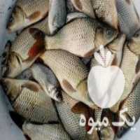 آگهی مشابه فروش بچه ماهی گرمابی و ماهی تزئینی در گرگان در گروه انواع ماهی - سالمون شیر کپور قرمز شوریده سفید گوپی مرکب در یکمیوه