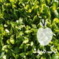 آگهی مشابه فروش بذر کاهو ارگانیک در علی آباد در گروه خرید فروش بذر - انواع محصول کشاورزی گوجه کتان میوه درخت در یکمیوه