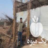 آگهی مشابه فروش نهال گلابی در گرگان در گروه خرید فروش نهال - انواع گردو پسته بادام سلطانی انگور در یکمیوه