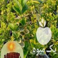 آگهی مشابه فروش شمشاد طلایی در چابکسر در گروه خرید فروش عمده گیاهان زینتی - گرمسیری آپارتمانی باغچه آب در یکمیوه