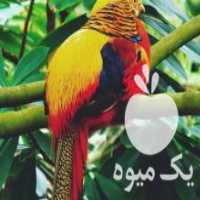 آگهی مشابه فروش قرقاول های مختلف در گرگان در گروه انواع پرنده - زینتی عروس هما مینا طوطی مرغ عشق در یکمیوه