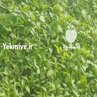 آگهی مشابه فروش نشای فلفل گلخانه ای   در کرمانشاه در گروه خرید فروش نشا - انواع گوجه برنج کاهو پیاز کاری فرنگی در یکمیوه