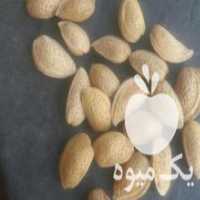 آگهی مشابه خریدار بادام تلخ به صورت عمده وحزی در الیگودرز در گروه بادام - درختی کوهی زمینی فروش عمده در یکمیوه