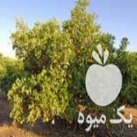 آگهی مشابه فروش نهال درخت مرکبات پرتقال والنسیا خونی در ساری در گروه خرید فروش نهال - انواع گردو پسته بادام سلطانی انگور در یکمیوه