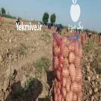 آگهی مشابه فروش انواع محصولات کشاورزی در اهواز در گروه خرید فروش عمده سیب زمینی - زودرس دیررس آگریا اسپریت اردبیل همدان در یکمیوه