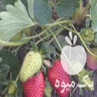 آگهی مشابه فروش توت فرنگی کاماروس داخل گلدانی در دلند در گروه خرید فروش نهال - انواع گردو پسته بادام سلطانی انگور در یکمیوه