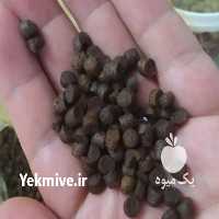 آگهی مشابه فروش خوراکی غذای حیوانات در تهران در گروه خوراک شیلات و آبزیان - ماهی گیلان خوزستان چابهار بوشهر در یکمیوه