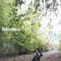 آگهی مشابه فروش سگ میکس ژرمن هاسکی   در اردبیل در گروه سگ و گربه _ نگهبان هاسکی ژرمن دوبرمن سرابی در یکمیوه