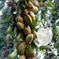آگهی مشابه فروش انواع اصلاح شده در سامان در گروه خرید فروش نهال - انواع گردو پسته بادام سلطانی انگور در یکمیوه