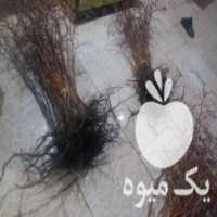 آگهی مشابه فروش اصیل ترین نهال گل محمدی بانژادعالی در تایباد در گروه خرید فروش نهال - انواع گردو پسته بادام سلطانی انگور در یکمیوه
