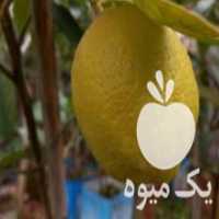 آگهی مشابه فروش نهال لیموترش 4 فصله در بناب در گروه خرید فروش نهال - انواع گردو پسته بادام سلطانی انگور در یکمیوه
