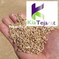 آگهی مشابه فروش گندم در تهران در گروه خرید فروش عمده گندم و جو - بلغور شیرازی فروش عمده محصول کشاورزی در یکمیوه