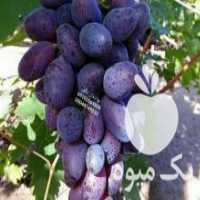 آگهی مشابه فروش نهال درخت انگور در شهربابک در گروه خرید فروش نهال - انواع گردو پسته بادام سلطانی انگور در یکمیوه