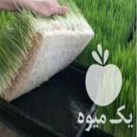 آگهی مشابه فروش سینی کشت و علوفه هیدروپونیک در نیشابور در گروه خوراک دام و طیور - پرواری شیری علوفه یونجه در یکمیوه