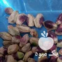 آگهی مشابه فروش مغز پسته در تهران در گروه آجیل - فروش عمده محصولات در یکمیوه