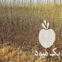 آگهی مشابه فروش عمده 8 هزار نهال به قیمت بسیار پاین در الیگودرز در گروه خرید فروش نهال - انواع گردو پسته بادام سلطانی انگور در یکمیوه